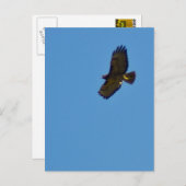 Red Tailed Hawk in vlucht Briefkaart (Voorkant / Achterkant)