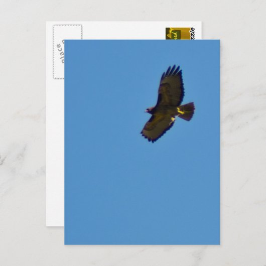 Red Tailed Hawk in vlucht Briefkaart (Voorkant / Achterkant)