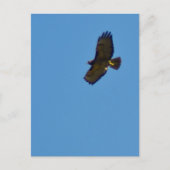 Red Tailed Hawk in vlucht Briefkaart (Voorkant)