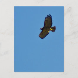 Red Tailed Hawk in vlucht Briefkaart