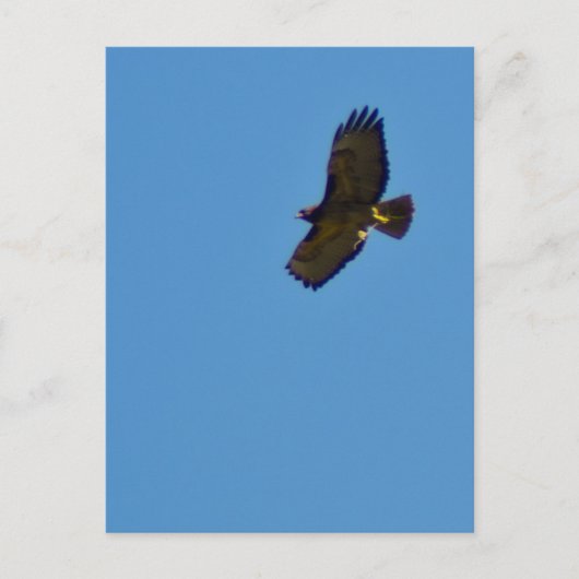 Red Tailed Hawk in vlucht Briefkaart (Voorkant)