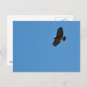 Red Tailed Hawk in vlucht Briefkaart (Voorkant / Achterkant)