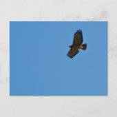 Red Tailed Hawk in vlucht Briefkaart (Voorkant)