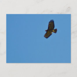 Red Tailed Hawk in vlucht Briefkaart