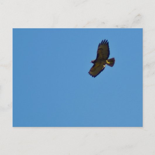 Red Tailed Hawk in vlucht Briefkaart (Voorkant)