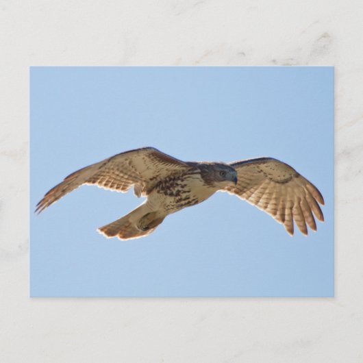 Red Tailed Hawk in vlucht Briefkaart (Voorkant)