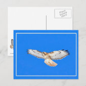 Red Tailed Hawk in vlucht Briefkaart (Voorkant / Achterkant)