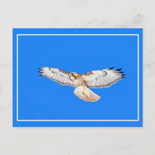 Red Tailed Hawk in vlucht Briefkaart (Voorkant)