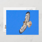 Red Tailed Hawk in vlucht Briefkaart (Voorkant / Achterkant)