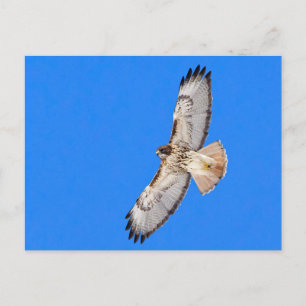 Red Tailed Hawk in vlucht Briefkaart