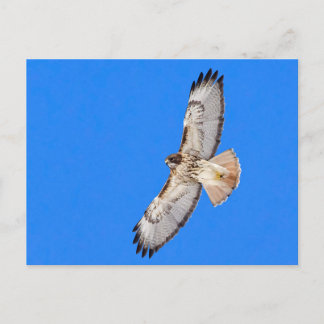 Red Tailed Hawk in vlucht Briefkaart