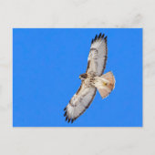 Red Tailed Hawk in vlucht Briefkaart (Voorkant)