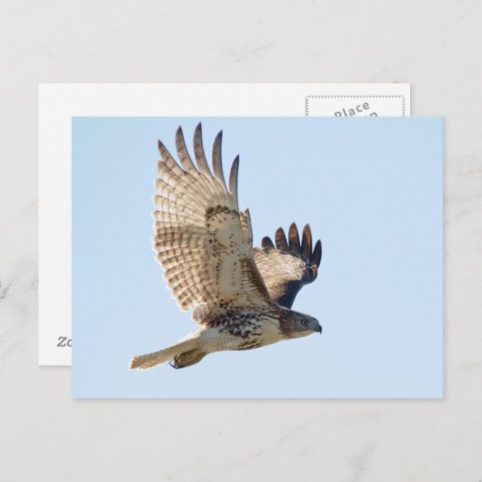 Red Tailed Hawk in vlucht Briefkaart (Voorkant / Achterkant)