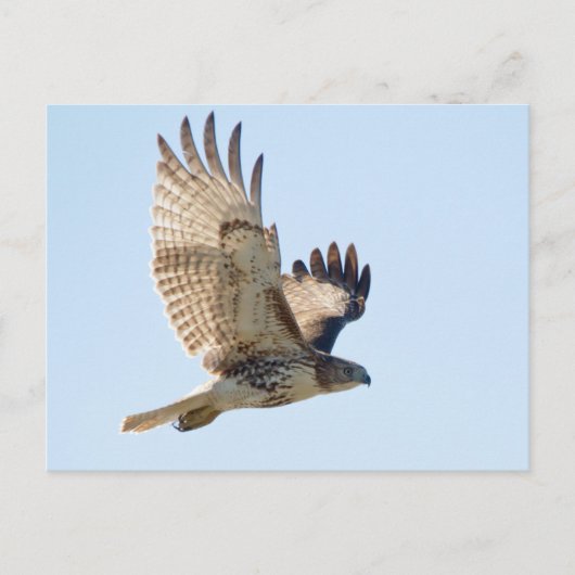 Red Tailed Hawk in vlucht Briefkaart (Voorkant)