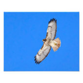 Red Tailed Hawk in vlucht Foto Afdruk (Voorkant)