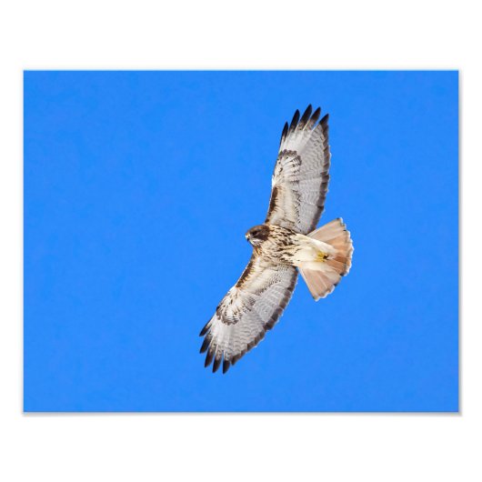 Red Tailed Hawk in vlucht Foto Afdruk (Voorkant)