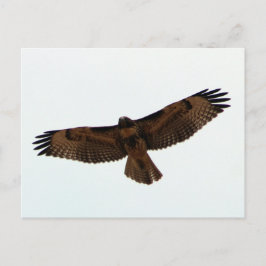 Red-tailed Hawk in vlucht, Humboldt County, CA Briefkaart