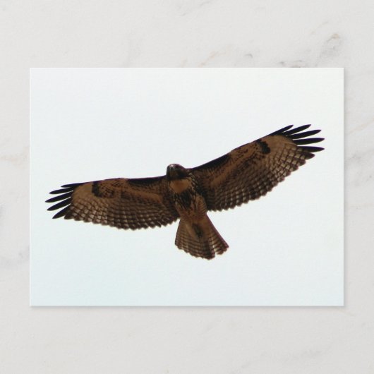 Red-tailed Hawk in vlucht, Humboldt County, CA Briefkaart (Voorkant)