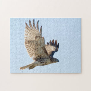 Red Tailed Hawk in vlucht Legpuzzel