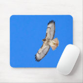 Red Tailed Hawk in vlucht Muismat (Met muis)
