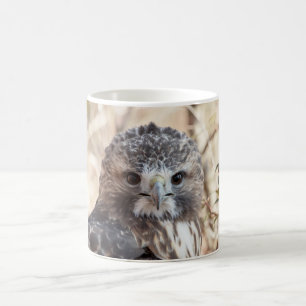 Red Tailed Hawk Koffiemok