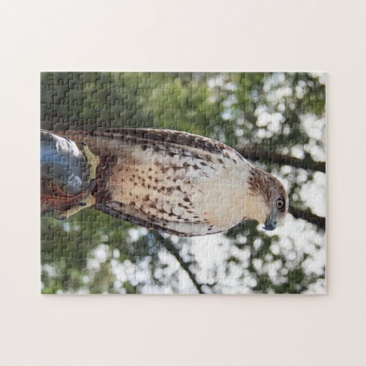Red-Tailed Hawk Legpuzzel (Horizontaal)