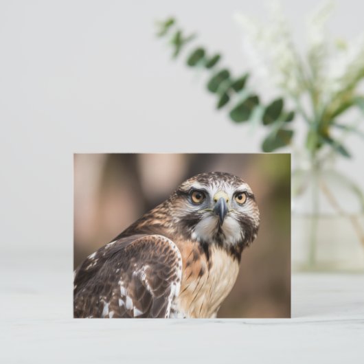 Red-tailed hawk looking with anger briefkaart (Staand voorkant)