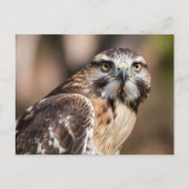 Red-tailed hawk looking with anger briefkaart (Voorkant)