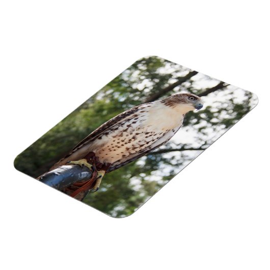 Red-Tailed Hawk Magneet (Linkerzijde)