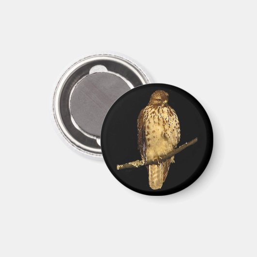 Red Tailed Hawk Magneet (Voorkant / Achterkant)