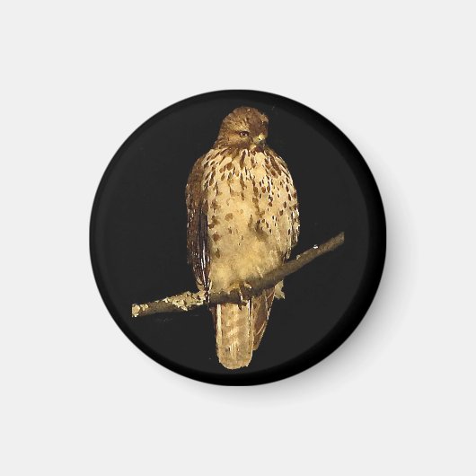 Red Tailed Hawk Magneet (Voorkant)