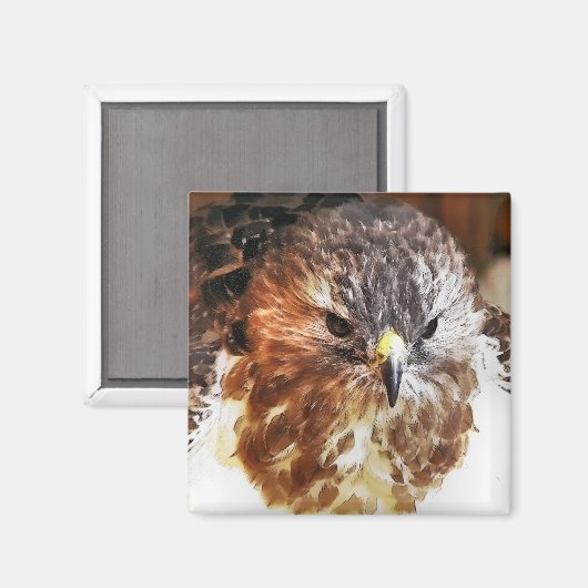 RED TAILED HAWK MAGNEET (Voorkant / Achterkant)