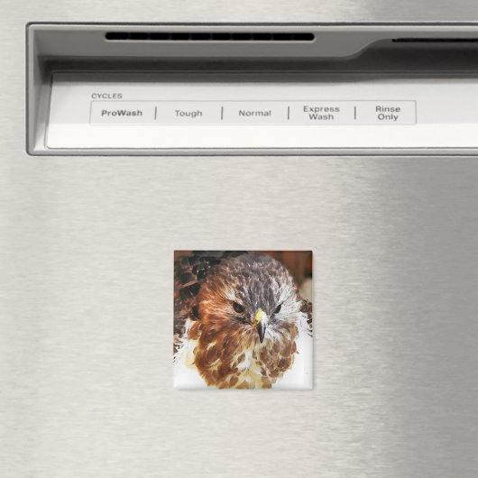 RED TAILED HAWK MAGNEET (Insitu (Vaatwasser))