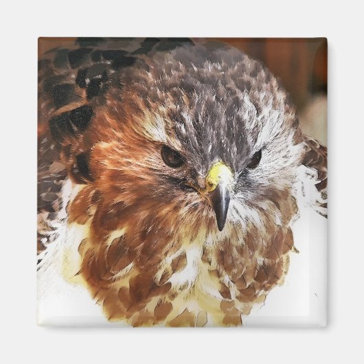 RED TAILED HAWK MAGNEET (Voorkant)