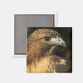 Red Tailed Hawk Magnet (Voorkant / Achterkant)