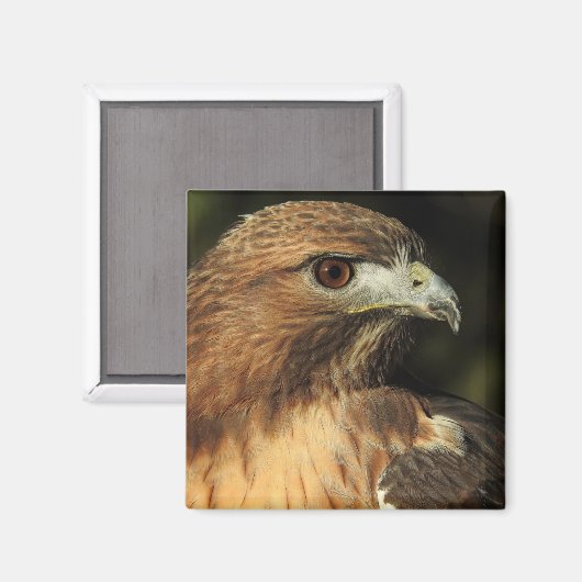 Red Tailed Hawk Magnet (Voorkant / Achterkant)