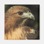 Red Tailed Hawk Magnet (Voorkant)