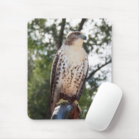 Red-Tailed Hawk Muismat (Met muis)