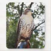 Red-Tailed Hawk Muismat (Voorkant)