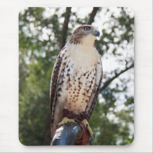 Red-Tailed Hawk Muismat