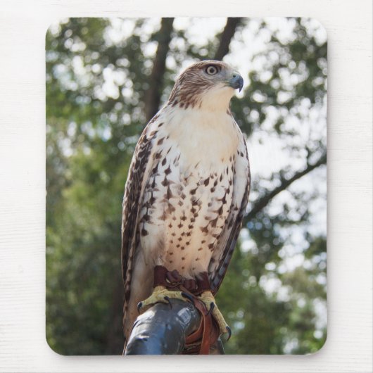 Red-Tailed Hawk Muismat (Voorkant)