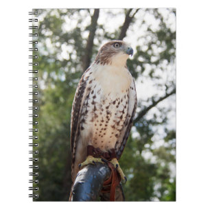 Red-Tailed Hawk Notitieboek