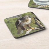 Red Tailed Hawk Onderzetters (Linkerzijde)