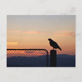 Red Tailed Hawk op Sunset, Humboldt County, CA Briefkaart