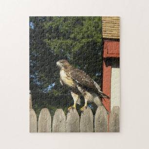 Red Tailed Hawk op Wooden Fence Legpuzzel