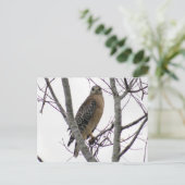 Red Tailed Hawk Photo Briefkaart (Staand voorkant)