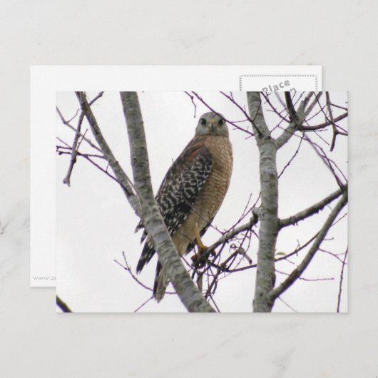Red Tailed Hawk Photo Briefkaart (Voorkant / Achterkant)