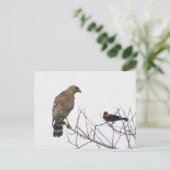 Red Tailed Hawk Photo Briefkaart (Staand voorkant)