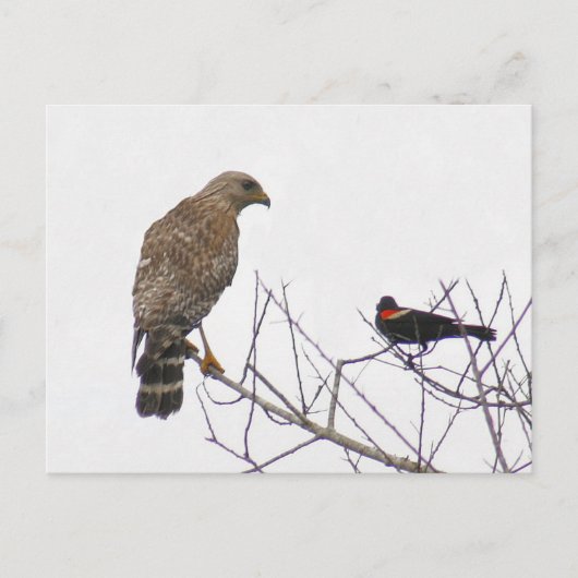 Red Tailed Hawk Photo Briefkaart (Voorkant)