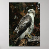 Red Tailed Hawk Photo Poster (Voorkant)